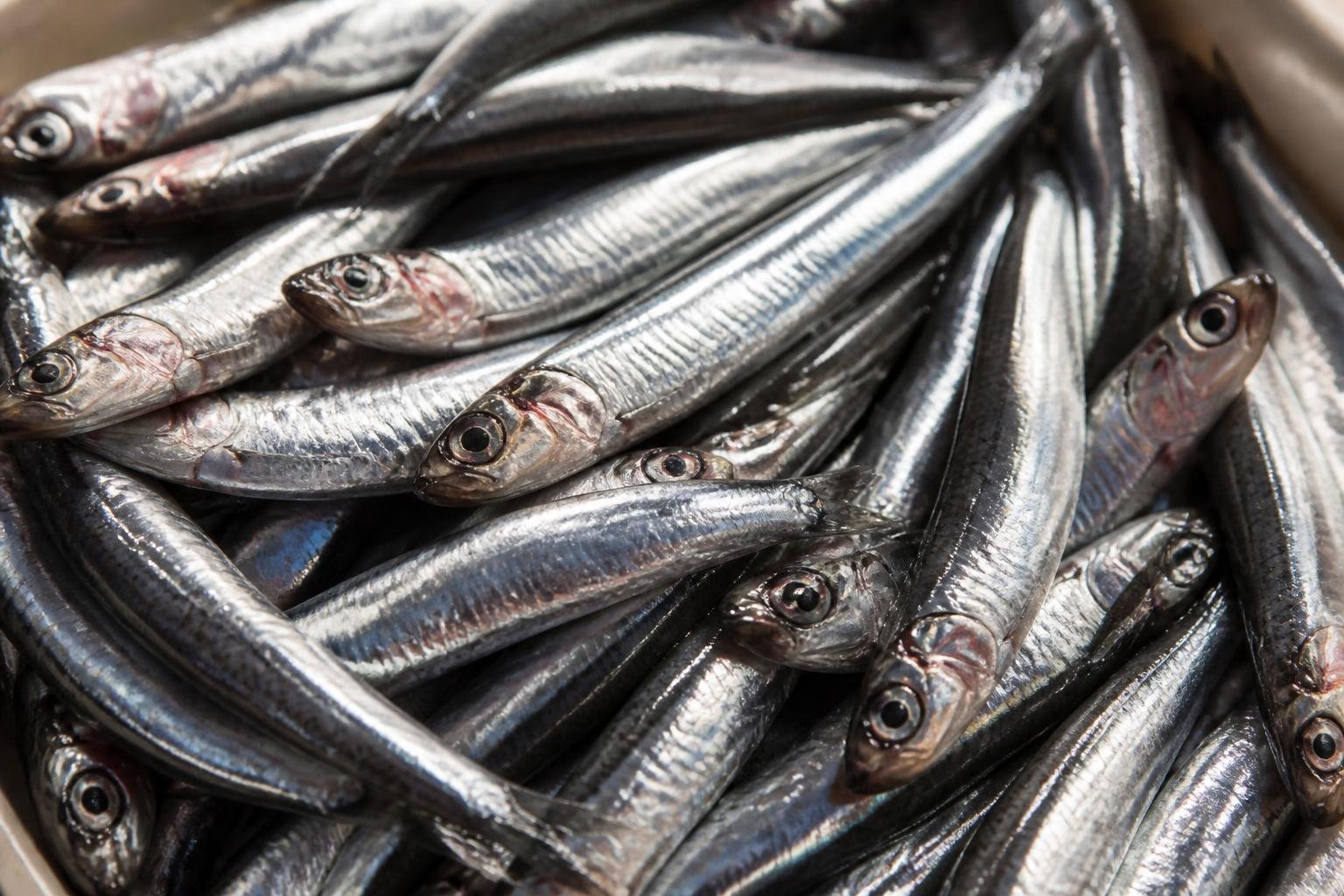 Anchois frais et argentés, de petite taille, prêts à être transformés selon les méthodes traditionnelles