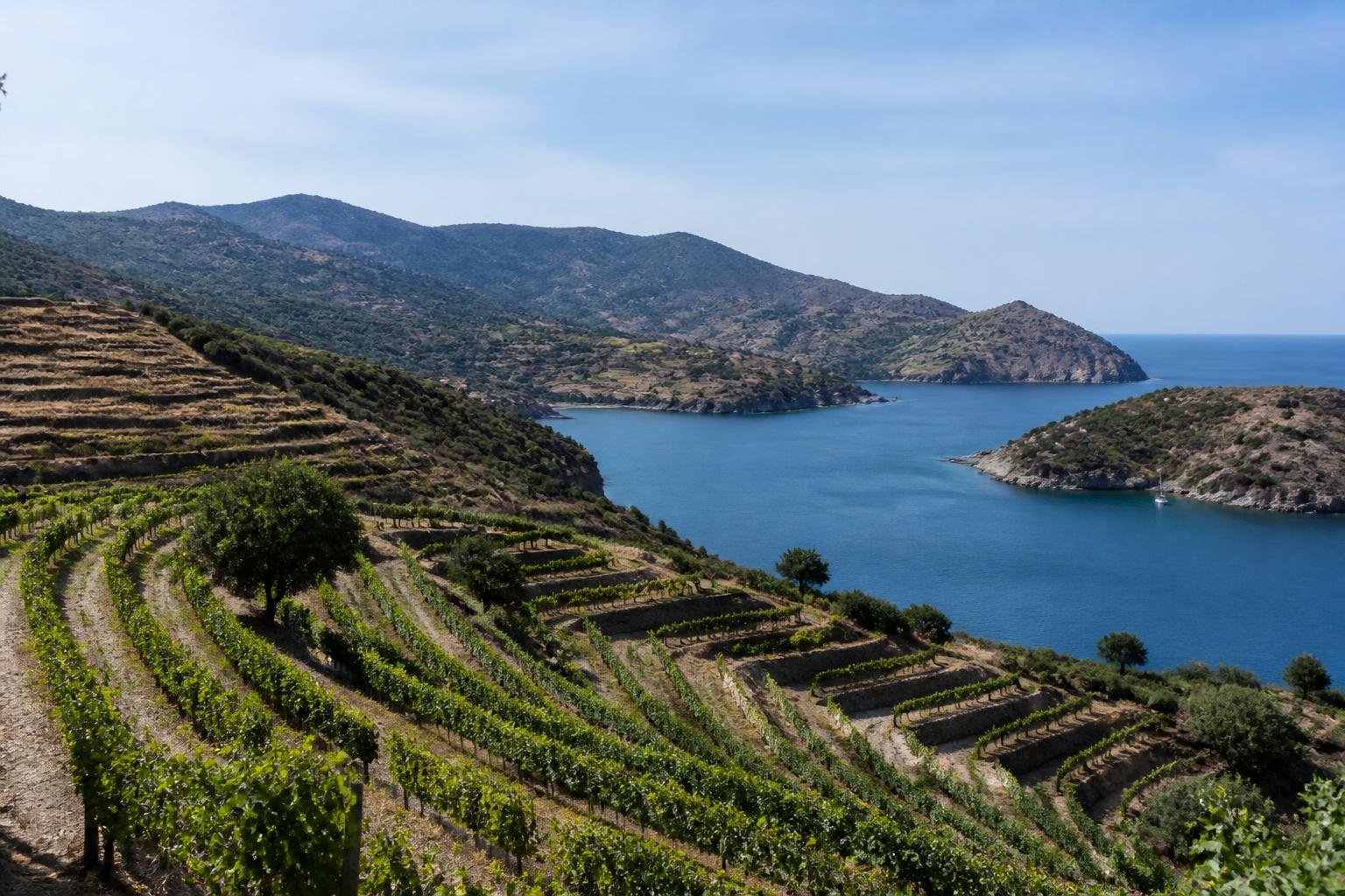 Vignobles en terrasses de Banyuls sur la Côte Vermeille, entre mer et montagne