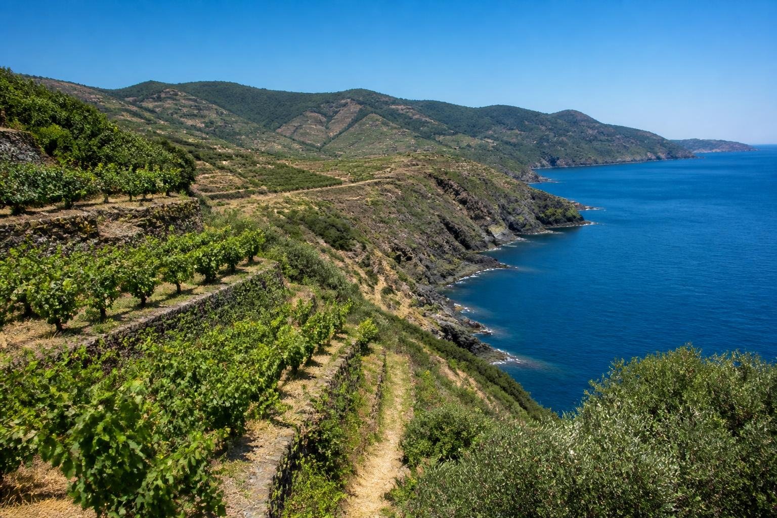 Vignes en terrasses sur les pentes abruptes des coteaux de Banyuls, sous un ciel bleu méditerranéen